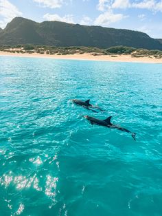 two dolphins are swimming in the ocean