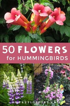 flowers with the title 50 flowers for hummingbirds on top and below them in pink