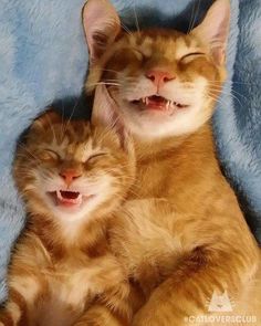 two orange cats laying on top of each other with their eyes closed and mouths wide open