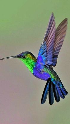 a colorful hummingbird flying through the air