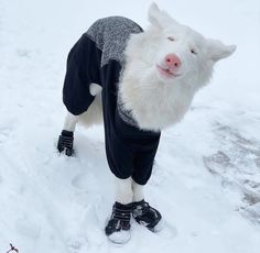 a white sheep wearing black and grey clothes in the snow