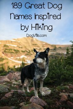 a black and white dog standing on top of a rock covered hillside with the words, 89 great dog names inspired by hiking