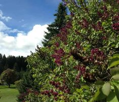 some trees and bushes with purple flowers in the foreground, on a sunny day