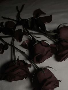 several dried roses laying on a white sheet