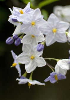 some white and purple flowers with yellow centers