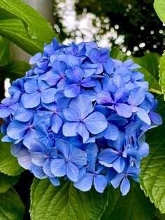 #flower
#フラワー Blue Hydrangea Flowers, Peonies And Hydrangeas, Blue Hydrangeas, Hydrangea Flowers, Hydrangea Flower, Blue Hydrangea, Angel Art, Painting Photos