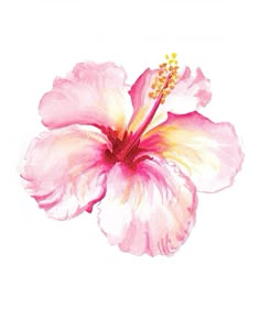 a pink flower with yellow stamens on it's petals is shown in this watercolor painting