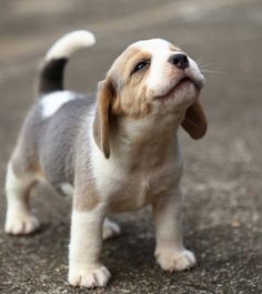 a small puppy standing on top of a street