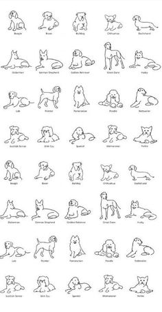 dog breeds and their names are shown in black ink on white paper, with the words dogs