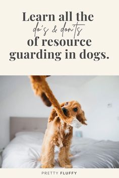 a dog jumping on top of a bed with the words learn all the dogs and don't