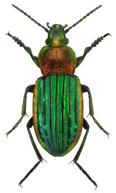 an image of a green bug on a white background