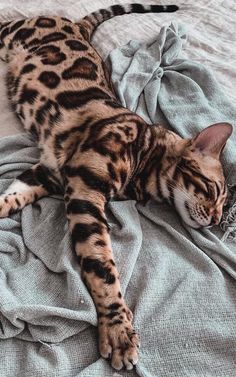 a cat laying on top of a bed next to a gray blanket and pillow cover