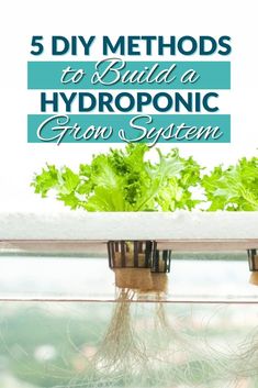 three hydroponic plants growing on a window sill with text overlay reading 5 diy method to build a hydroponic grow system