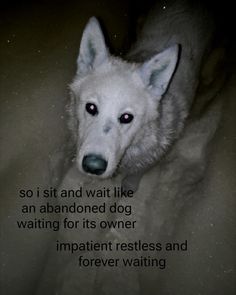 a white dog with red eyes sitting on top of a bed next to a quote that reads, so i sit and wait like an abandoned dog waiting for its owner