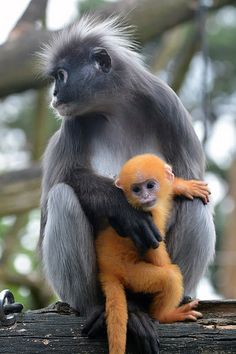 an adult and baby monkey sitting on top of a tree branch