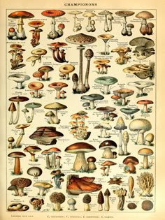 an old book with many different types of mushrooms