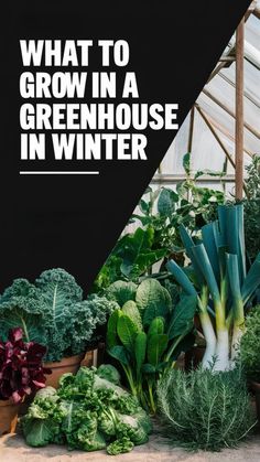 what to grow in a greenhouse in winter