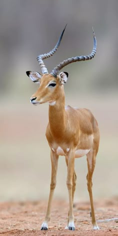 a small antelope standing on top of a dirt field