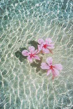 three pink flowers floating on top of a body of water next to a sandy beach