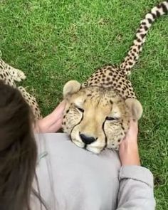 a cheetah that is laying down on someone's lap with it's head in their hands