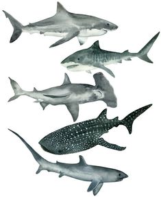 several different types of sharks are depicted in this drawing