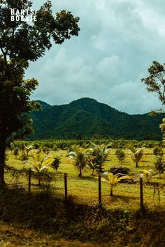 a field with trees and mountains in the background