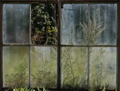 an old window with some plants in it