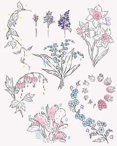 various flowers and plants drawn in colored pencils