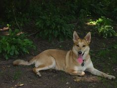 a dog laying on the ground with its tongue hanging out