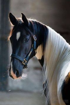 a black and white horse with blonde hair