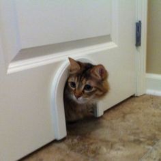 a cat peeking out from behind a door