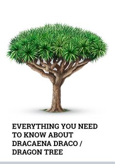 a tree with the words everything you need to know about dragon tree