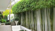 a white bench sitting next to a wall covered in green plants and greenery on the side of a building