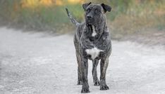 a black and white dog standing on top of a dirt road