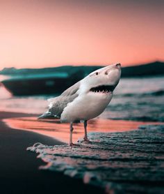 a white and gray bird standing on top of a beach