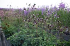 purple flowers are growing in the middle of a field with other green plants and bushes