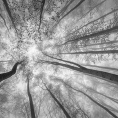 looking up at tall trees in the forest