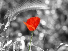 a single red flower is in the middle of some grass and plants with water droplets on them