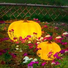 two yellow pumpkins sitting in the middle of flowers