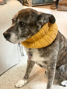 a dog sitting on the floor wearing a yellow knitted scarf around its neck and collar