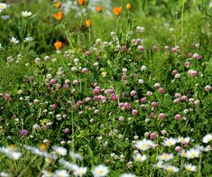 wildflowers and daisies growing in a field