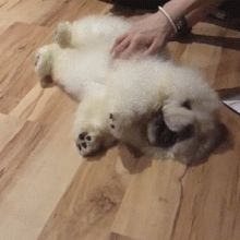 a small white dog laying on top of a wooden floor next to a persons hand