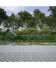 there are many chickens walking around in the fenced off area with trees and bushes behind them