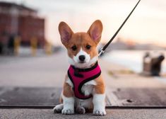 a small brown and white dog wearing a pink vest sitting on top of a sidewalk