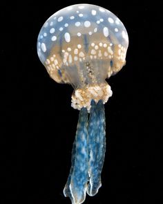 a blue and white jellyfish floating in the water