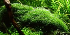 green moss growing on rocks in an aquarium