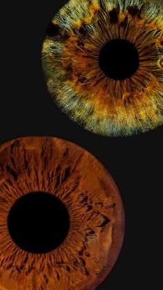 an image of two different colored irises