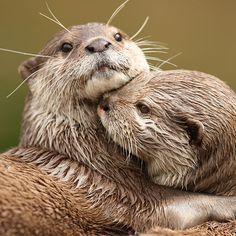 two wet otters cuddle together in the water