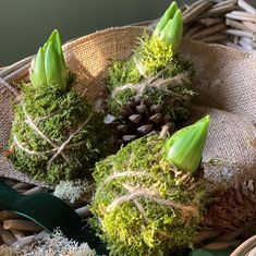 moss and pine cones in a wicker basket with green ribbon tied around the stems