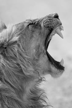 a lion with its mouth open and it's teeth wide open showing sharp fangs